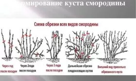 Обрезка и формирование куста