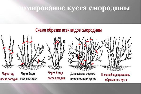 Обрезка и формирование куста