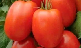 Характеристики сорта