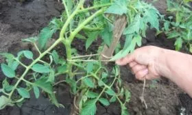 Окучивание и подвязка