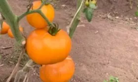 Описание куста и плодов