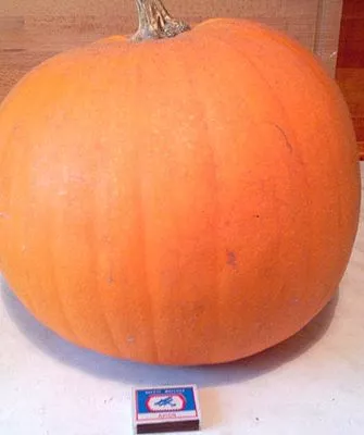 Описание куста и плодов