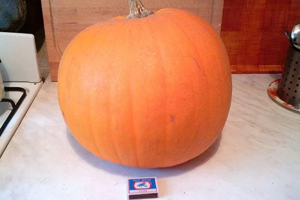 Описание куста и плодов