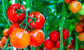 Описание куста и плодов