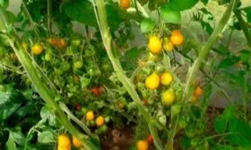 Описание куста и плодов