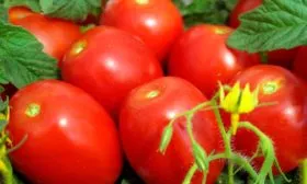 Описание куста и плодов