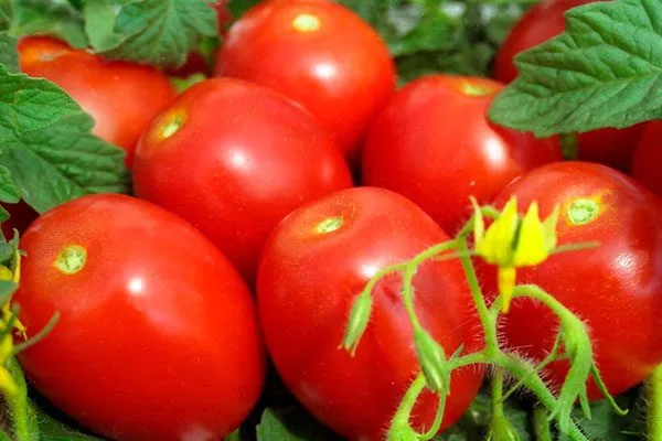 Описание куста и плодов