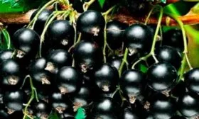 сбор урожая