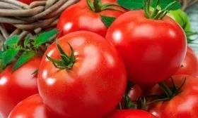 Описание куста и плодов