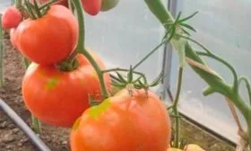 Описание куста и плодов