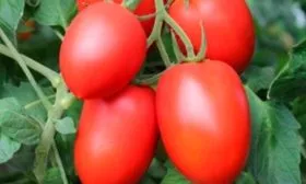 Описание куста и плодов