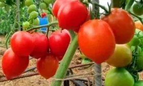 Описание куста и плодов