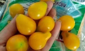 Описание куста и плодов3