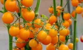 Описание кустов и плодов