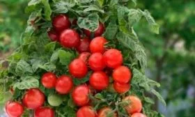 Описание кустов и плодов