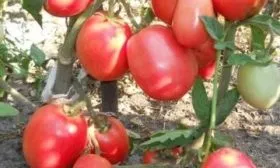 Описание кустов и плодов