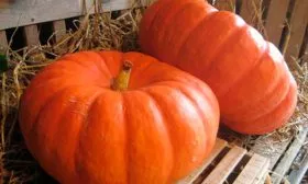 Описание плодов и растения