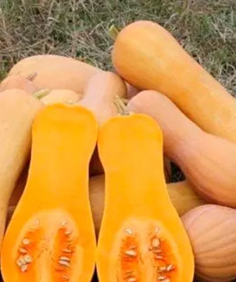 Описание плодов и растения