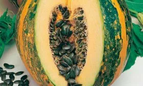 Описание плодов и растения