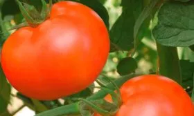 Описание растения