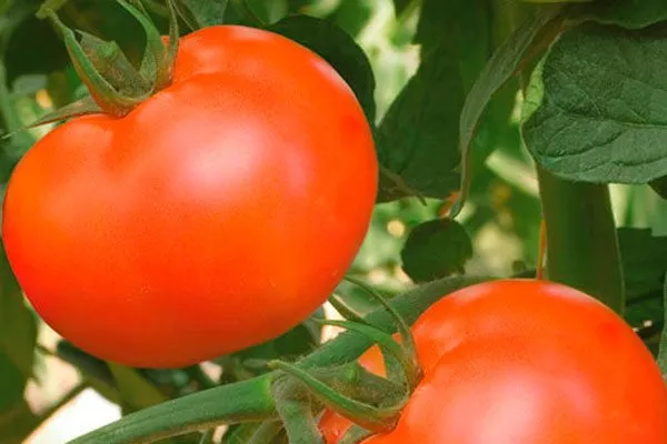 Описание растения