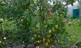 Описание растения