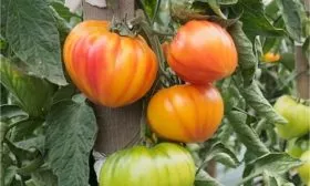 Описание растения и плодов