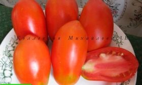 Описание растения и плодов