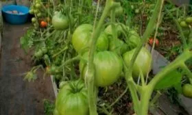 Описание растения и плодов