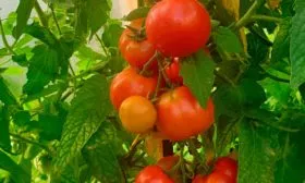 Описание-растения-и-плодов