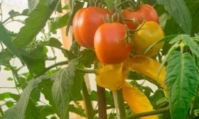 Описание-растения-и-плодов1