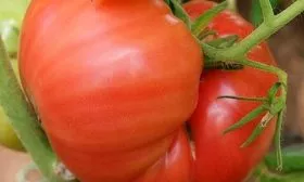 Описание растения и плодов1