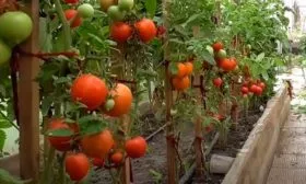 Описание-внешнего-вида-растений-и-плодов