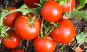 Коротко об истории