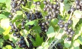 Продуктивность, сроки созревания, опыляемость