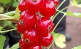 Описание плодов