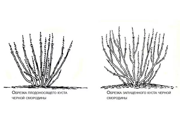 Особенности обрезки и формировки