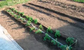 Особенности-посадки-на-рассаду-и-высадки-в-грунт