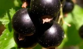 Особенности растения и его плодов