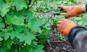 Особенности ухода