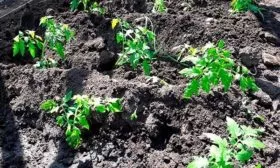 Особенности высадки рассады в грунт