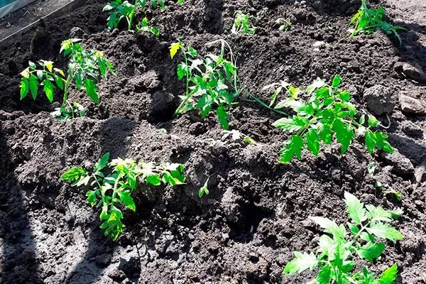 Особенности высадки рассады в грунт