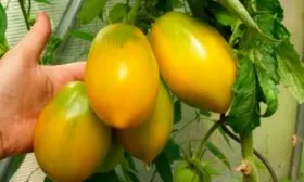 Отличительные-черты-растения