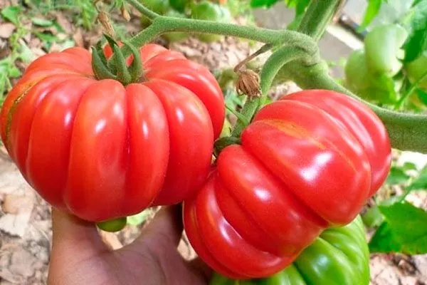 Отличительные черты растения