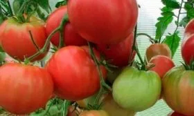 Отличительные черты растения и плодов