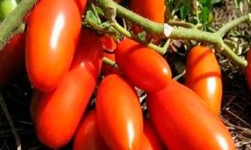 Отличительные черты растения и плодов