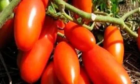 Отличительные черты растения и плодов