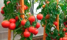 Отличительные черты растения и плодов