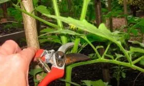 Пасынкование и обрезка