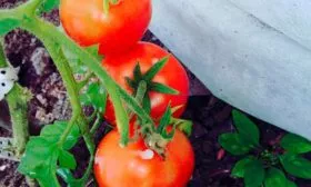 Пасынкование и подвязывание куста